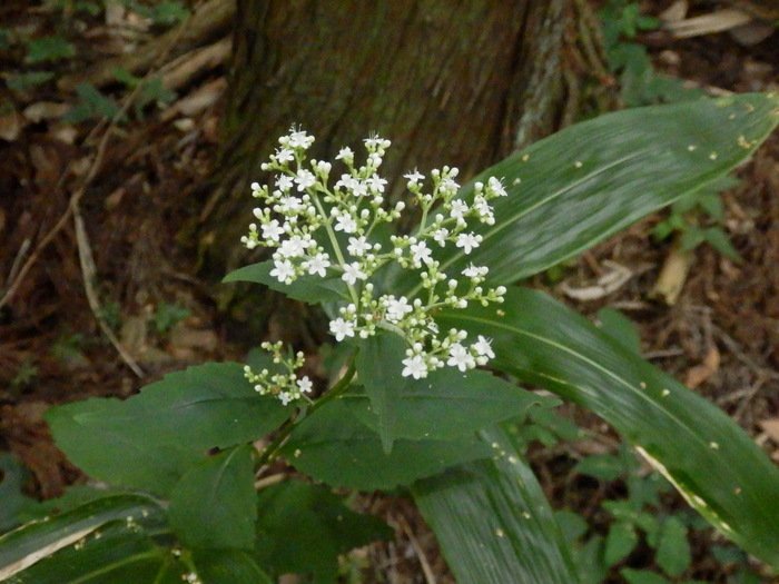 f0219710_1162511.jpg