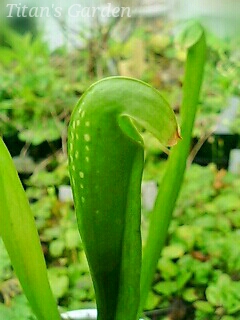 Sarracenia minor_b0099813_021720.jpg