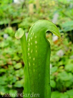 Sarracenia minor_b0099813_021751.jpg