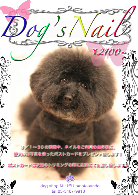 ★☆9月ネイルキャンペーン☆★_d0060413_1154578.jpg