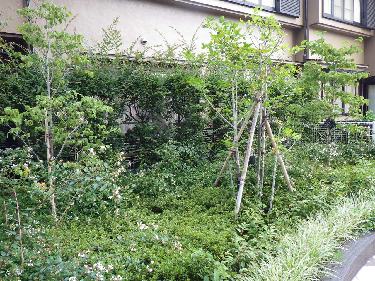 マンション植栽地管理 植木屋の独り言 マンション植栽地管理 植木屋の独り言