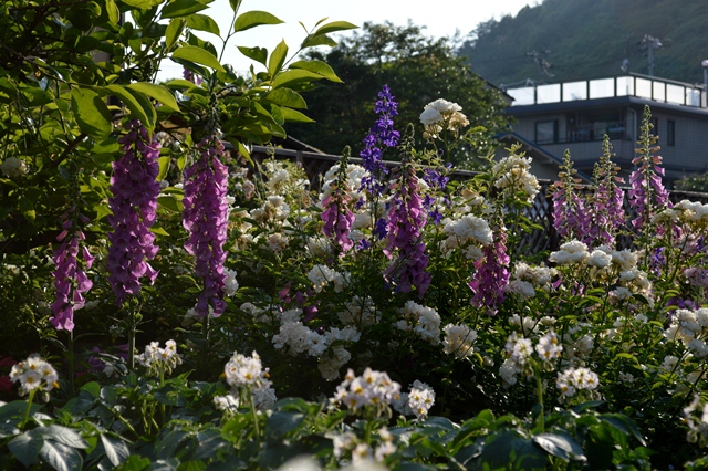 d0096422_13362550.jpg