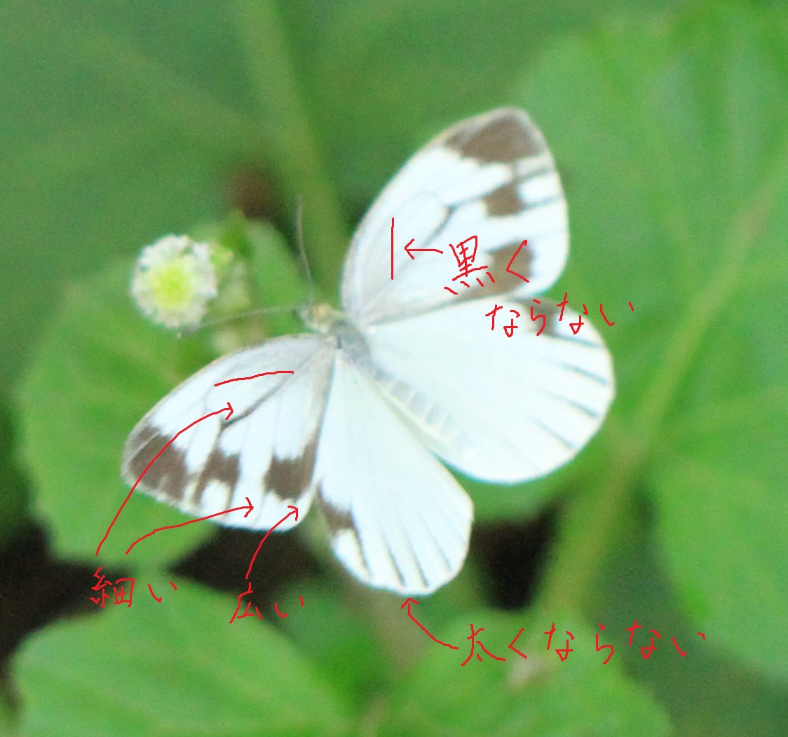 b0146723_15432821.jpg
