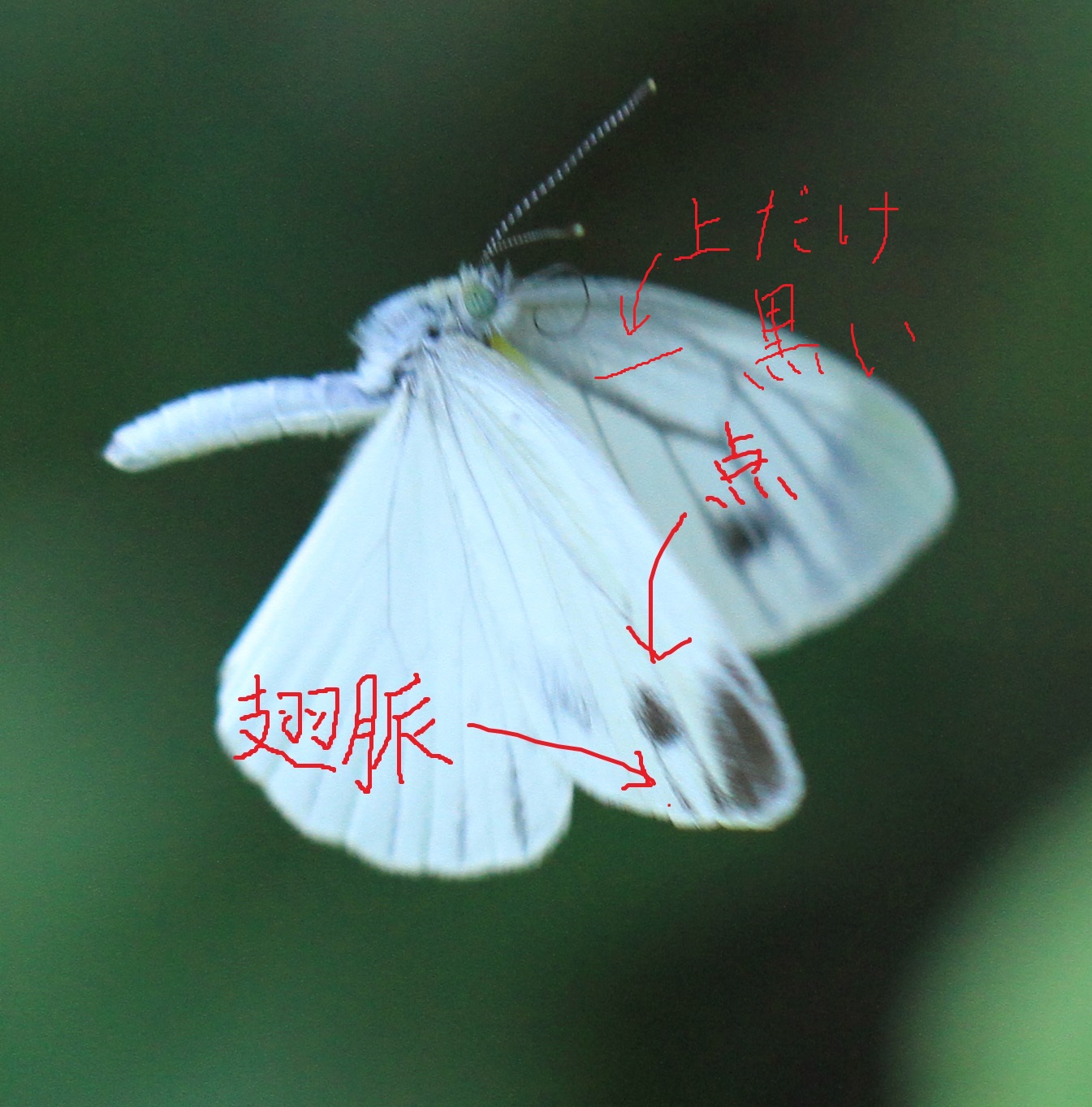 b0146723_1604175.jpg