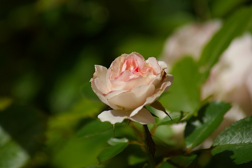 f0170524_18562721.jpg