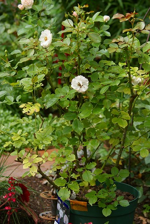 f0170524_18585041.jpg