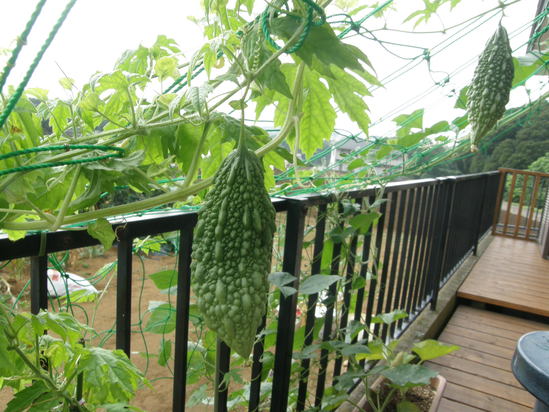 e0204927_155537.jpg