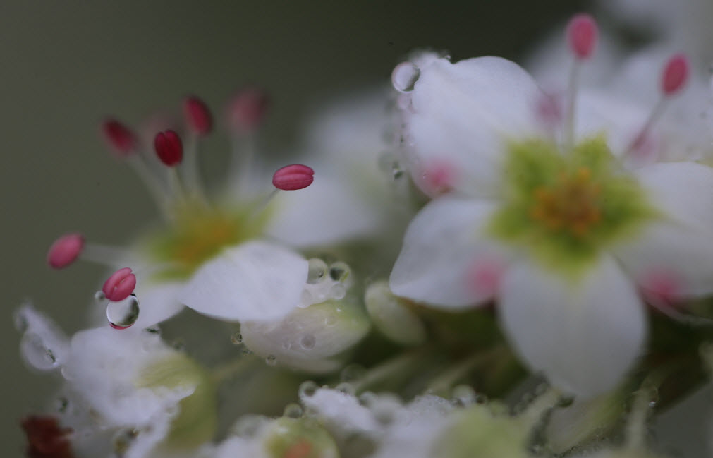 本日の”第12回福島町「千軒そば」の花鑑賞会”開催します。_e0070035_7141374.jpg