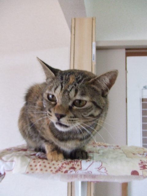 a0319840_37233.jpg