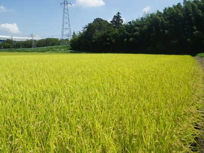 c0180341_17382168.jpg