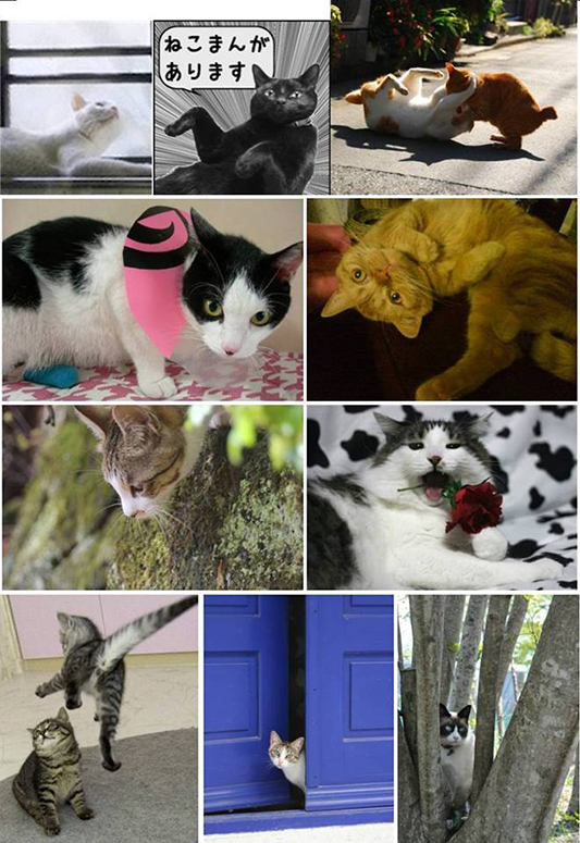 猫をこよなく愛するアマチュア猫写真家10人の猫ヂカラ写真展_c0194541_1451497.jpg