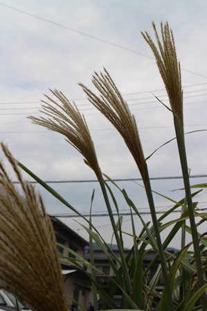 e0170441_10472979.jpg