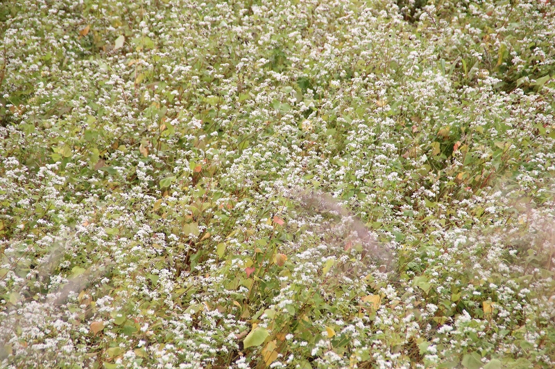 9月1日　厚沢部・蕎麦の花と実　　_b0250154_16491377.jpg