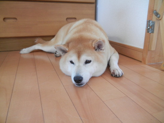 ’13,9,1(日)超簡単なアボカド鉄火丼!_f0060461_13513545.jpg