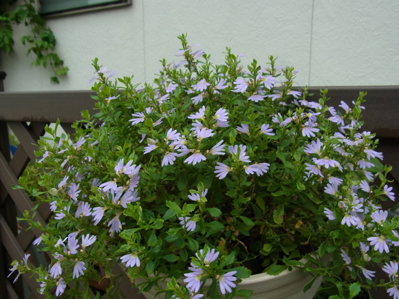 b0194267_15391658.jpg