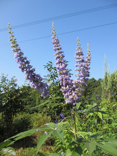 b0182884_2422858.jpg