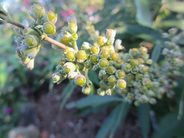 b0182884_2435316.jpg