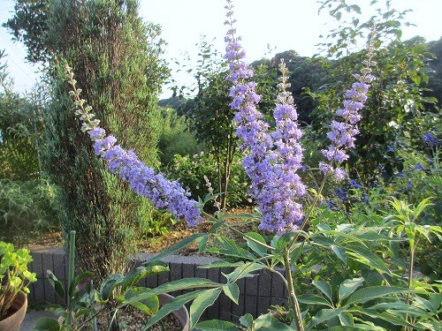 セイヨウニンジンボク 西洋人参木 の んびり