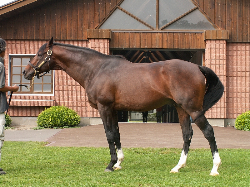 最高の感動をありがとう！さようなら愛しのサラブレッド