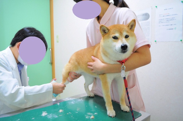 ドキドキの診察_a0126590_7235049.jpg