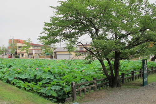 徘徊す蓮あるをもて朝な夕な　漱石_c0075701_1930279.jpg