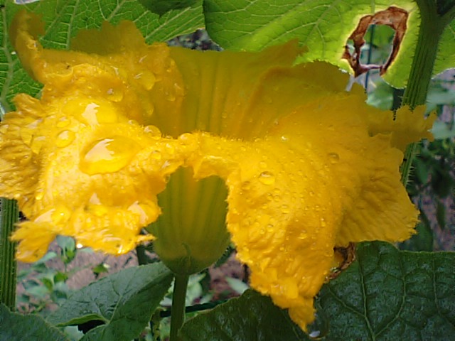 カボチャの花と西洋かぼちゃと俳句…2013・9・2_f0231709_14123077.jpg