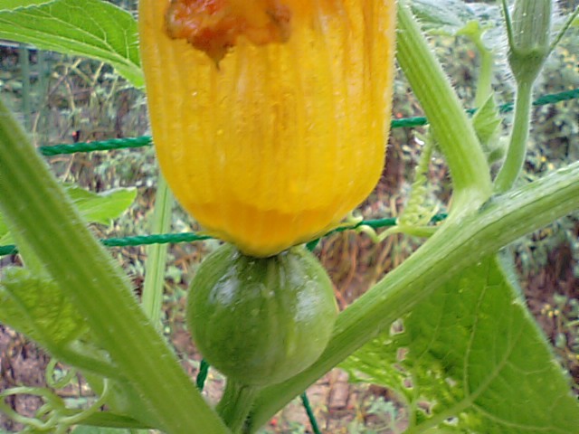 カボチャの花と西洋かぼちゃと俳句…2013・9・2_f0231709_14125755.jpg