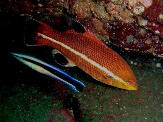 コブダイ 幼魚 葉山権太郎岩沖 Semicossyphus Reticulatus Valenciennes 1839 葉山の美味しいダイビング生活