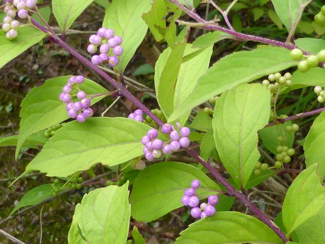 a0256418_1938399.jpg