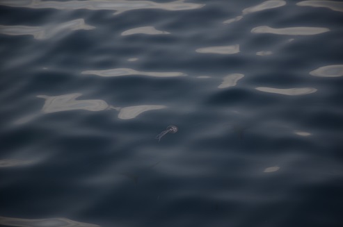 c0188818_57456.jpg