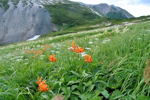 白馬岳連峰の花②　　２０１３・９・４_f0000521_9355416.jpg