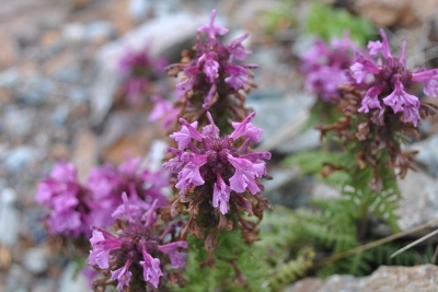 白馬岳連峰の花②　　２０１３・９・４_f0000521_9444100.jpg