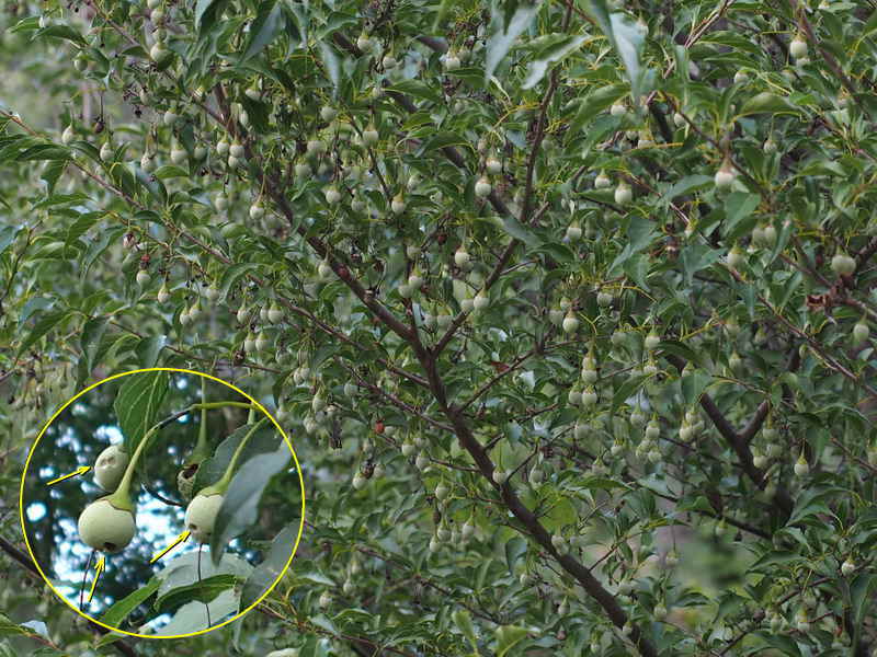 1301 エゴノキの怪虫 エゴヒゲナガゾウムシ Nature Diary 1301 エゴノキの怪虫 エゴヒゲナガゾウムシ Nature Diary