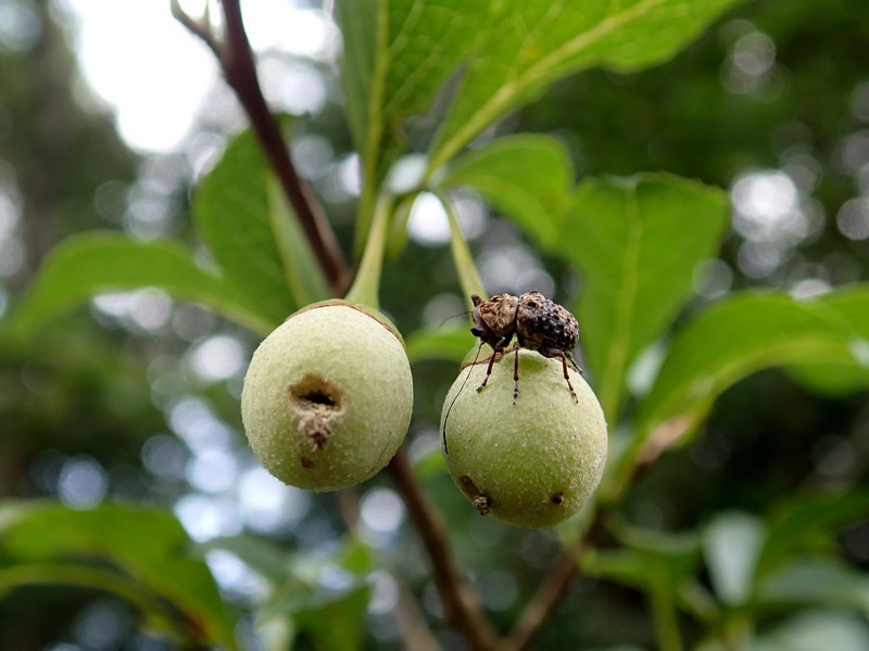 1301 エゴノキの怪虫 エゴヒゲナガゾウムシ Nature Diary