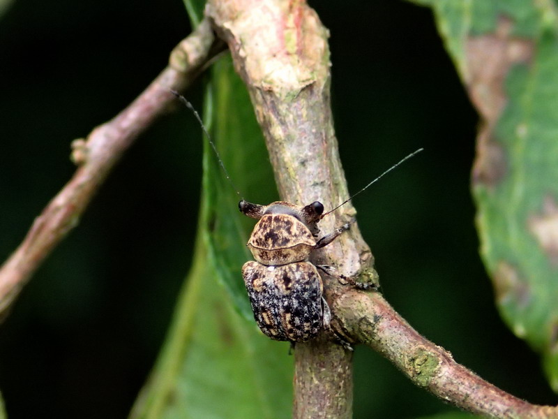 20130831  エゴノキの怪虫：エゴヒゲナガゾウムシ_d0090322_23431583.jpg