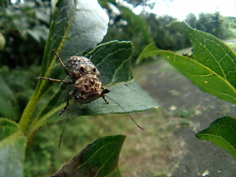 1301 エゴノキの怪虫 エゴヒゲナガゾウムシ Nature Diary