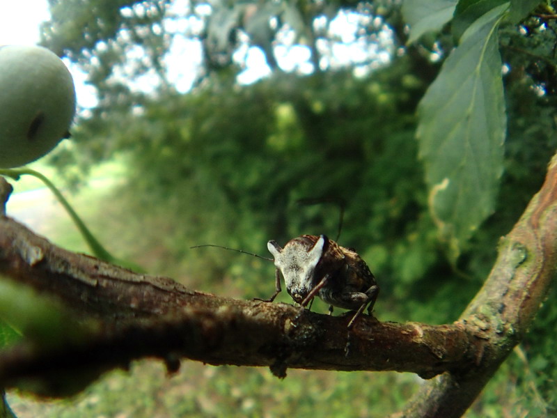 20130831  エゴノキの怪虫：エゴヒゲナガゾウムシ_d0090322_23444244.jpg