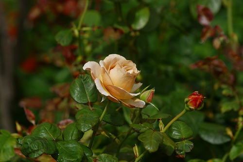 f0170524_820730.jpg
