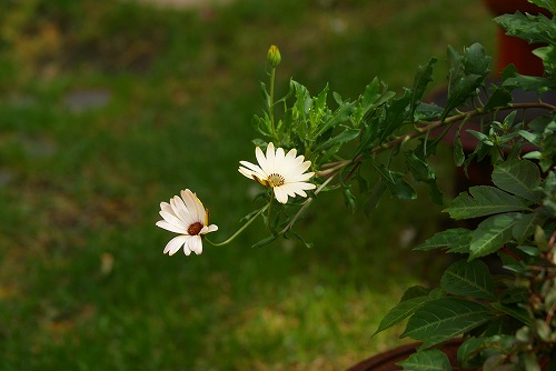 f0170524_8432512.jpg