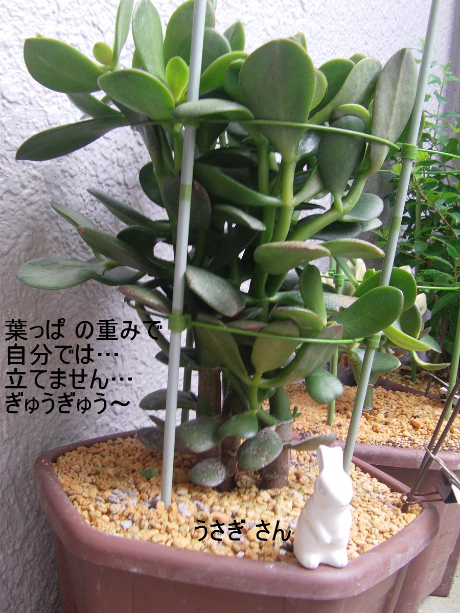 グリーン系円高還元 金の成木 花月 巨大木 引取限定 植物 観葉植物 インテリア小物グリーン系 9 900 Eur Artec Fr
