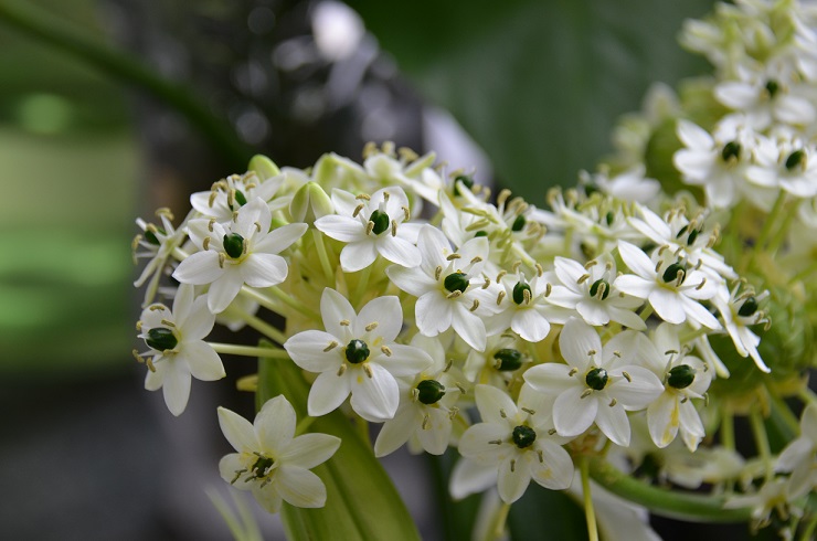 花言葉は純粋 柳都日記