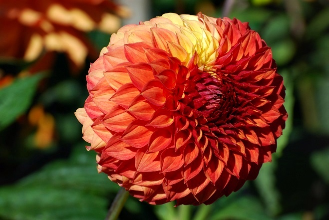 Dahlia_a0126969_5279.jpg