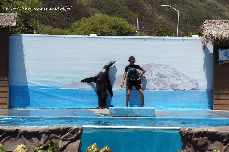 ここも初めて！Sea Life Park ②_e0277172_12351656.jpg