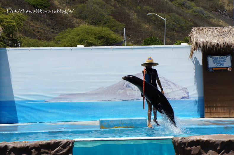 ここも初めて！Sea Life Park ②_e0277172_12442695.jpg