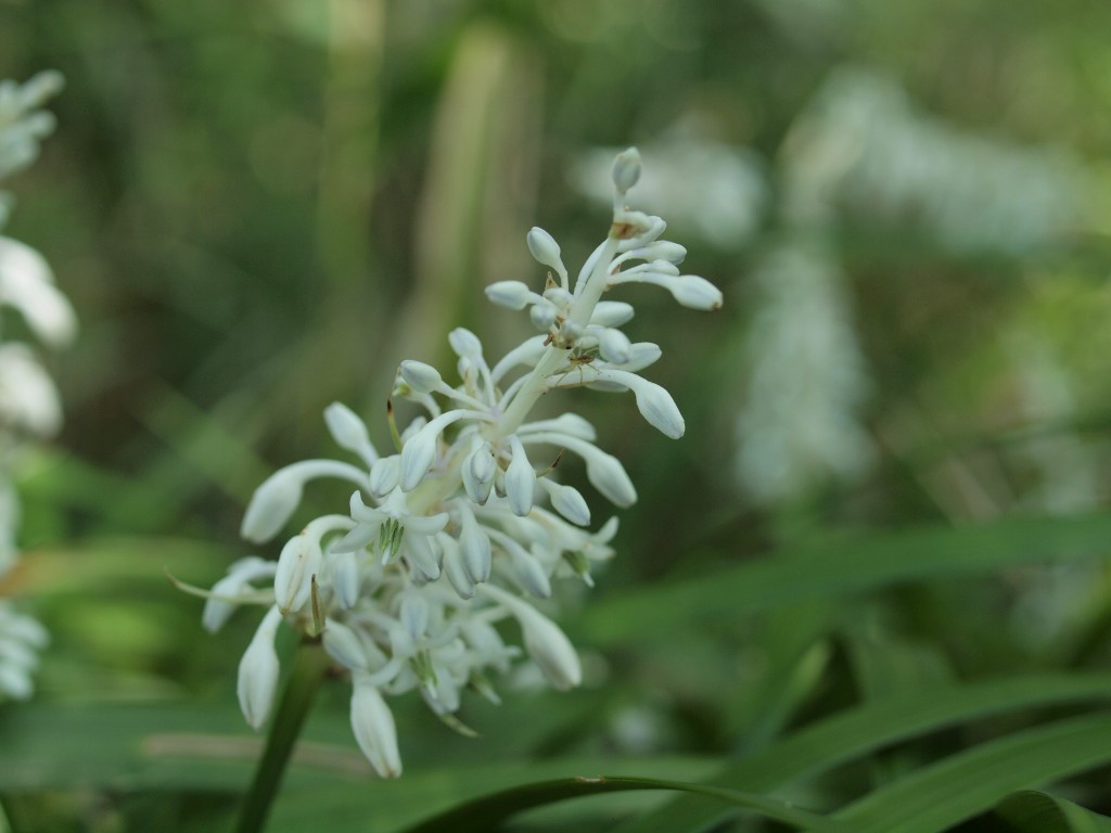 『熨斗蘭（ノシラン）の花』_d0054276_20551545.jpg