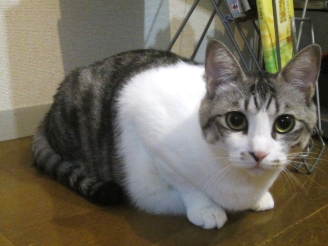 店休日の御知らせ。。。_d0152280_23461797.jpg