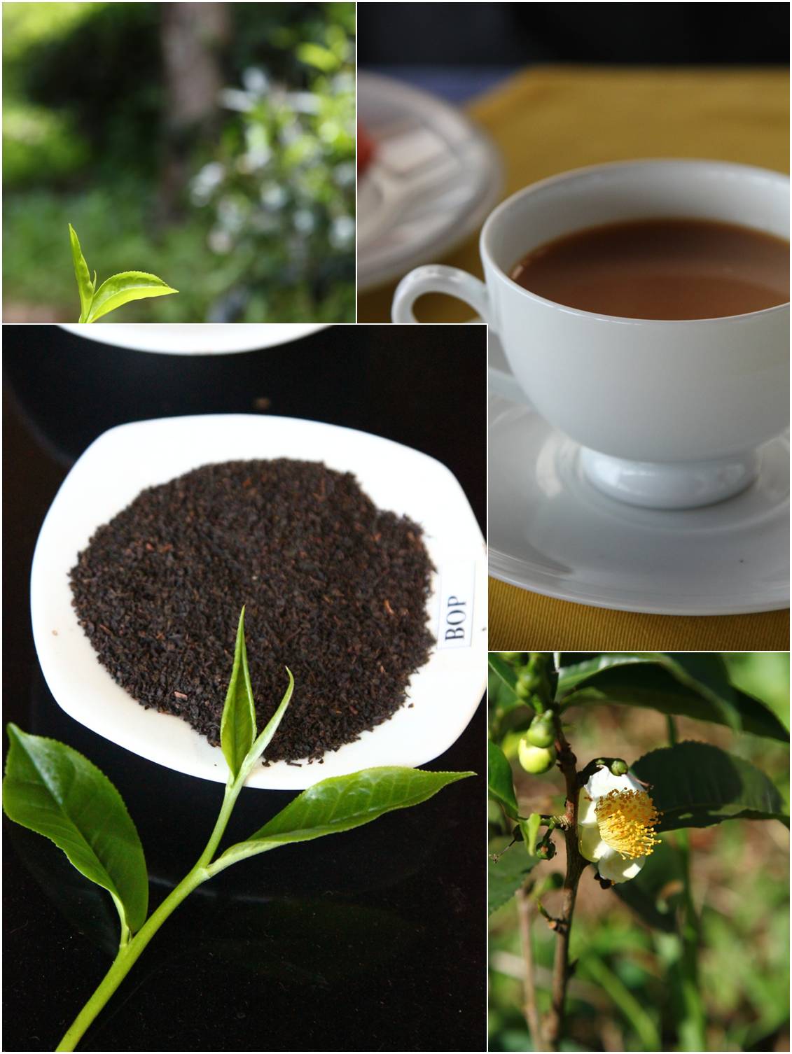 スリランカ 「紅茶」_a0107981_8231669.jpg