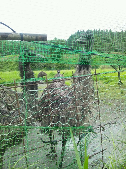 阿蘇産山村のヒゴタイ公園に行って来ました_c0246783_21582814.jpg