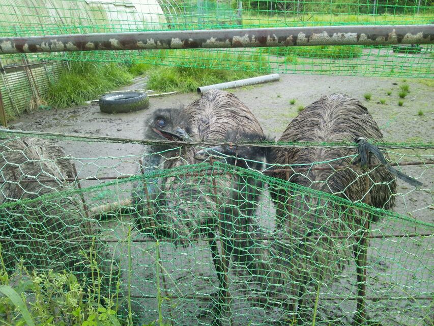 阿蘇産山村のヒゴタイ公園に行って来ました_c0246783_21584051.jpg