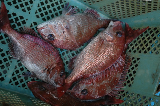 魚は鯛_d0268290_922554.jpg